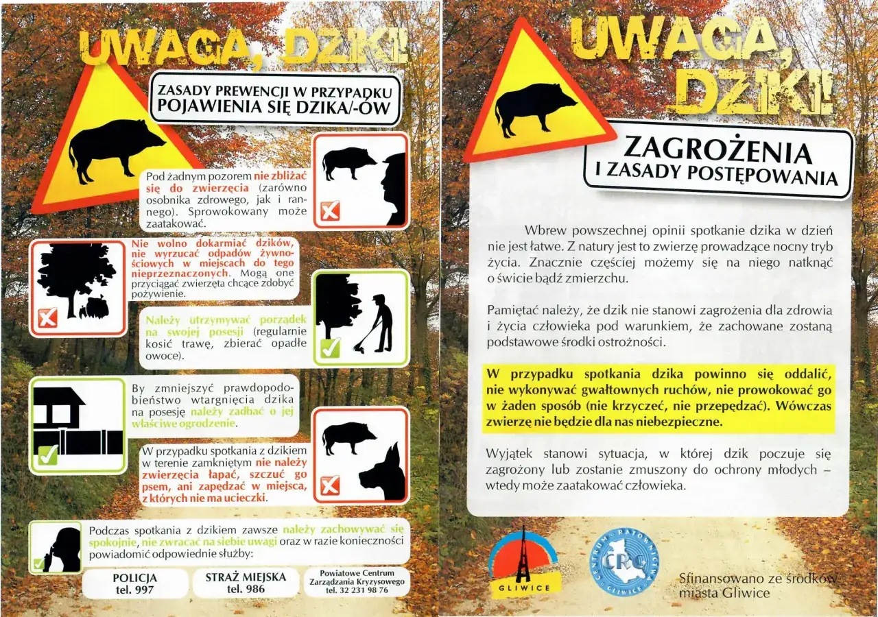 dzik w mieście jak się zachować
